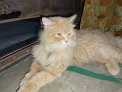 cat for sall mall bohat acha bas paso ki zarorat