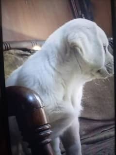 age 2 month Labrador puppy mota taza urgent sale possible delivery
