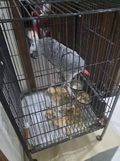 grey talikng parrot