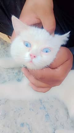 cattt