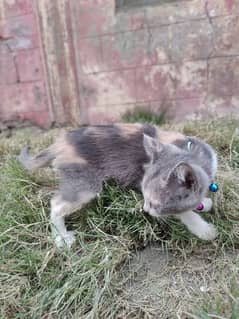 Persian kitten long hair