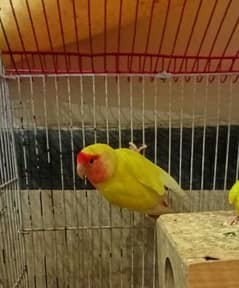 love birds
