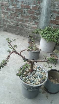 Bonsie plants