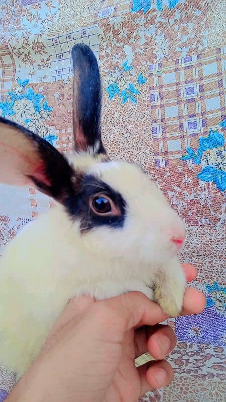 female Rabbit for sale 1