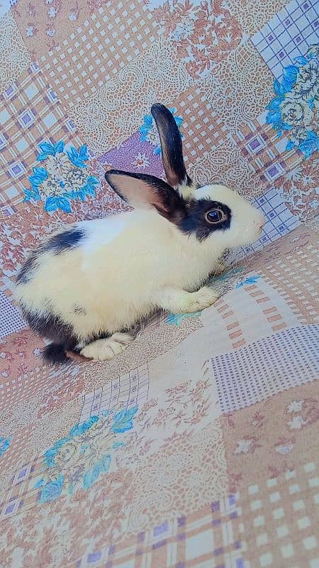 female Rabbit for sale 2
