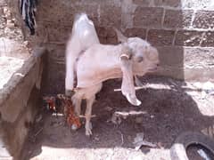 andu
