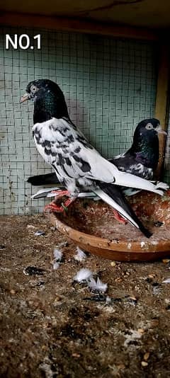 VIP Teddy pigeons setup forsale