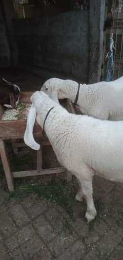 sheep