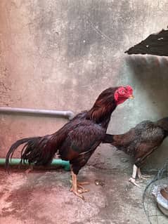 Old Blood line ka pair ha mazboot joro me baki quality dekhle