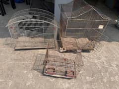 birds