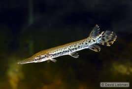 Aligator Gar 7 - 8 inches