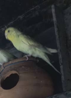 Australia parrot