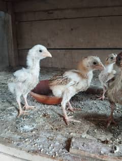 Aseel chicks