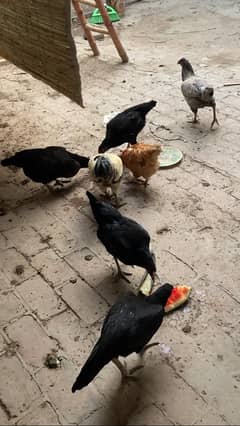 original desy hen