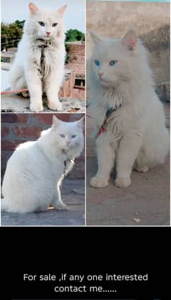 Persian