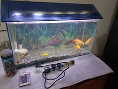 2ft Aquarium with Fish & Accessories for Sale