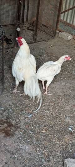 white Aseel for sale