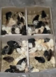 chicks