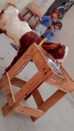 kamori fimal agg 6Mahine 03102639551
