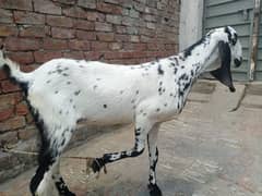 2 makhi cheeni bakri with 2 kids
