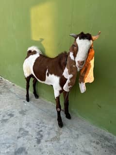 bakra