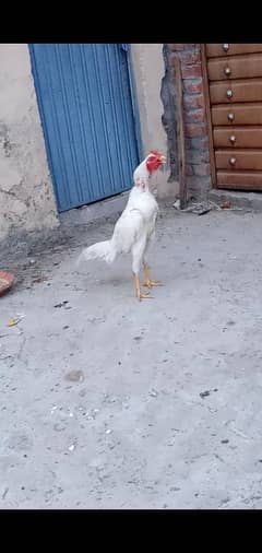 Heera Aseel  murga
