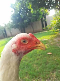 shamo patha