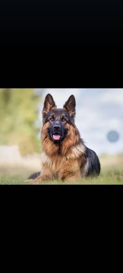 german sherpard  for sale is number pa rapata kara 03116735865