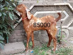 pure desi & khasi bakrey for sale