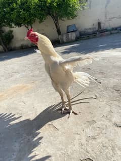 Heera