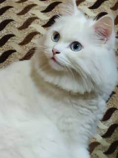 Persian