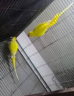 yellow ringneck breeder pair