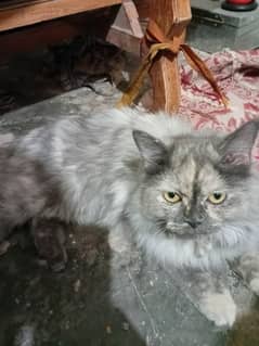 Persian cat grey colour