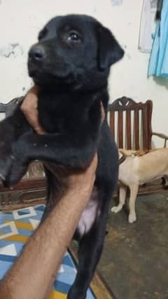 Labrador