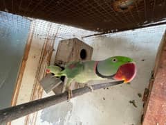 RAW PARROT