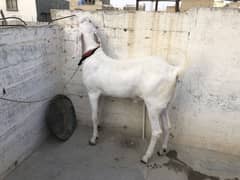 Rajanpuri