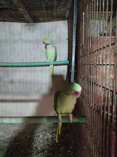 Raw Parrot 100% Breeder pair : 03327401071