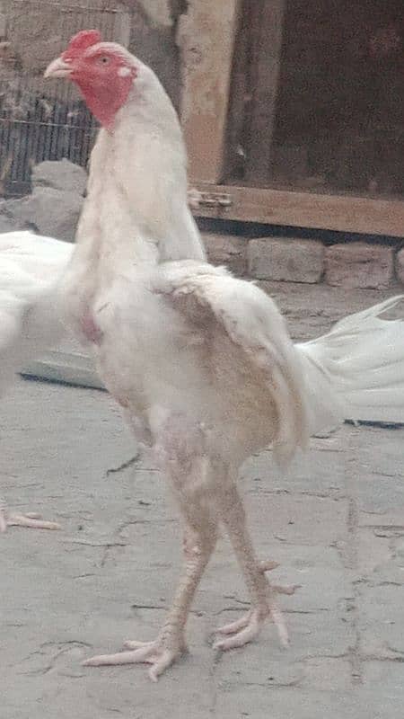 Aseel Heera | Heera | Heera Egg | White eyes Aseel Heera Chicks nd egg 9