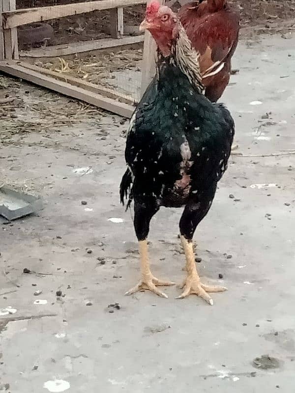 Aseel Heera | Heera | Heera Egg | White eyes Aseel Heera Chicks nd egg 12