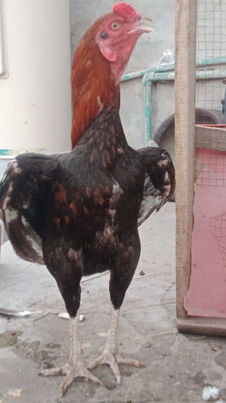 Aseel Heera | Heera | Heera Egg | White eyes Aseel Heera Chicks nd egg 14