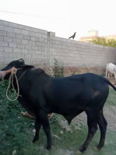 bachra