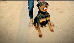 Imported bloodline Rottweiler available for stud/cross only