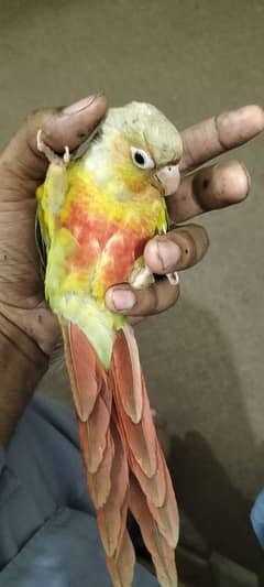 hand