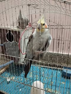 A breeder pair of Tame cocktail with laying eggs and cage