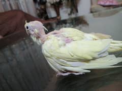 this is cocktail baby  red eyes handtameage  price 3200