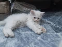 Persian