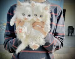 Persian cat triple coat for sale