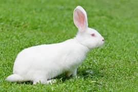 red eyes rabbit male and female available