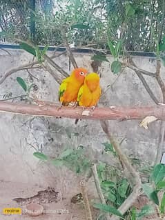 sun conure breeder pair