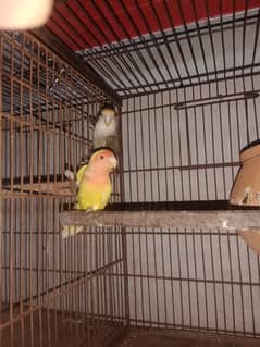 Love bird perriot for sale